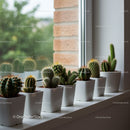 Variety of Potted Cacti and Succulents on Windowsill