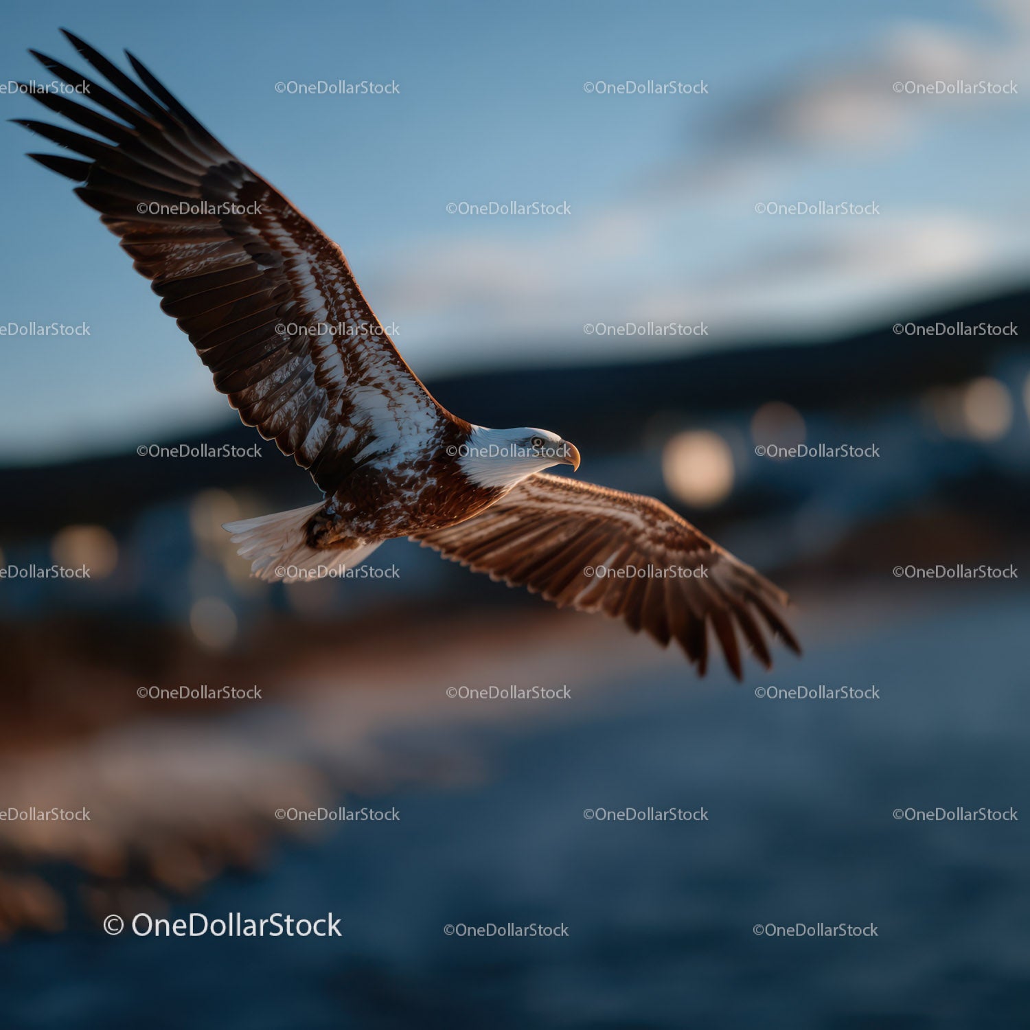 Bald Eagle Soaring in the Sky with Wings Spread Wide