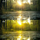 Before and after Forest Warm Glow Grain Lightroom preset edit