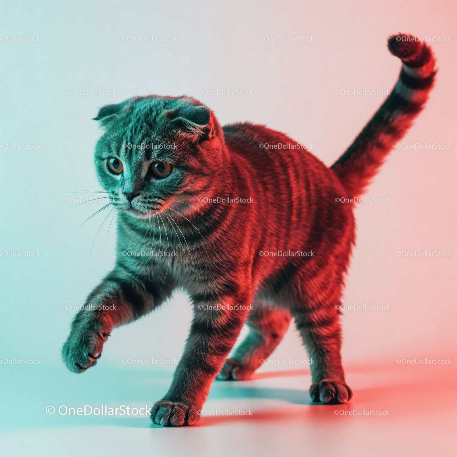 Playful Grey Tabby Cat in a Dynamic Pose with Striped Fur (34 Images)