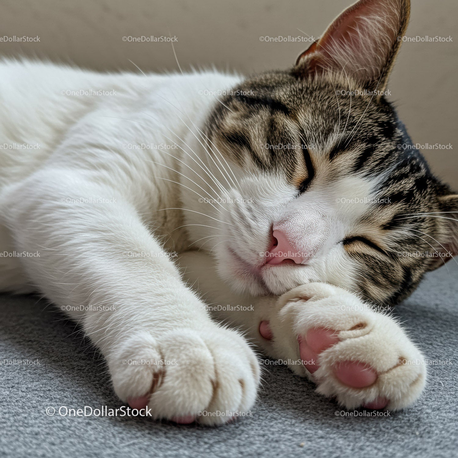 Peaceful tabby cat sleeping with paws curled