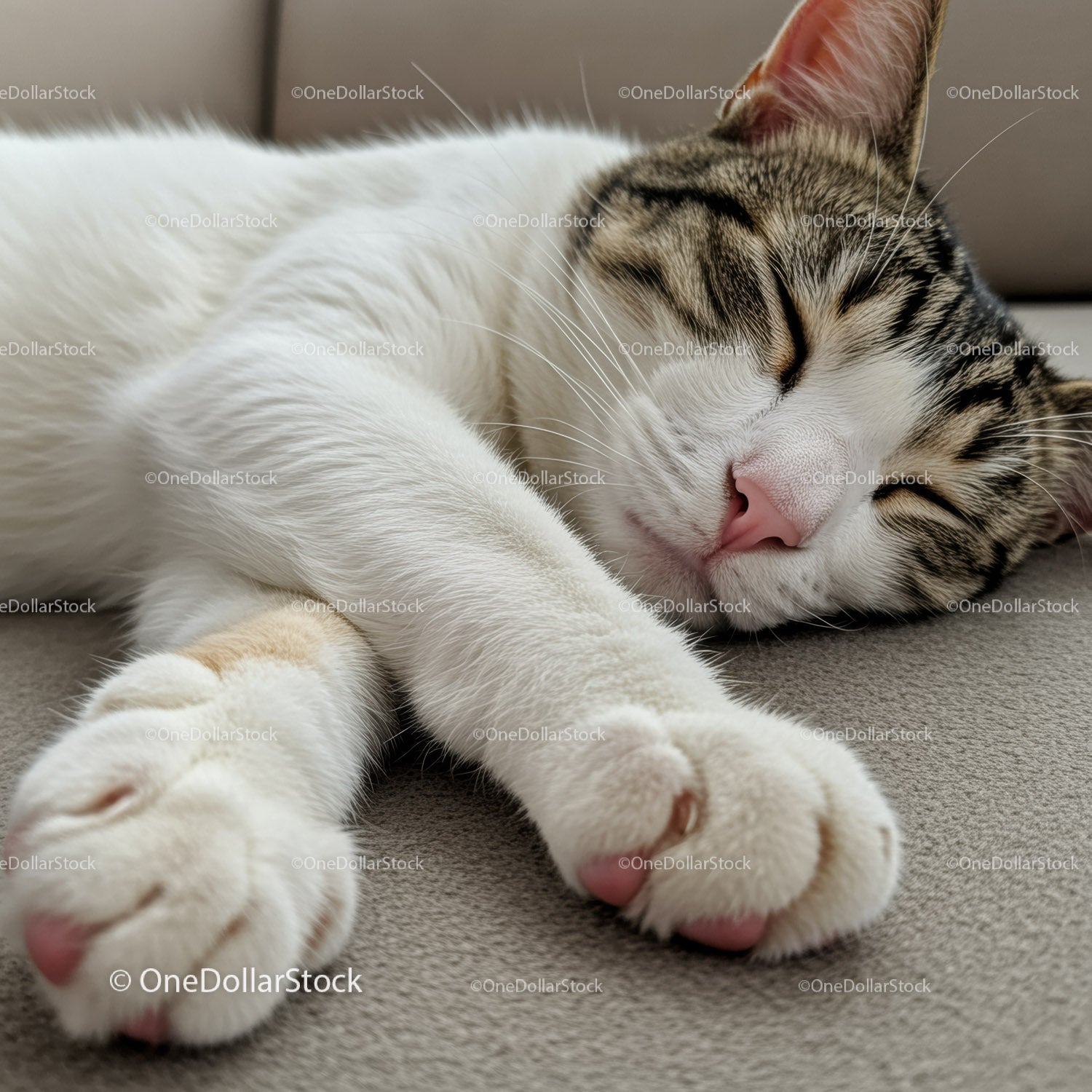 Sleeping tabby cat resting peacefully on soft surface