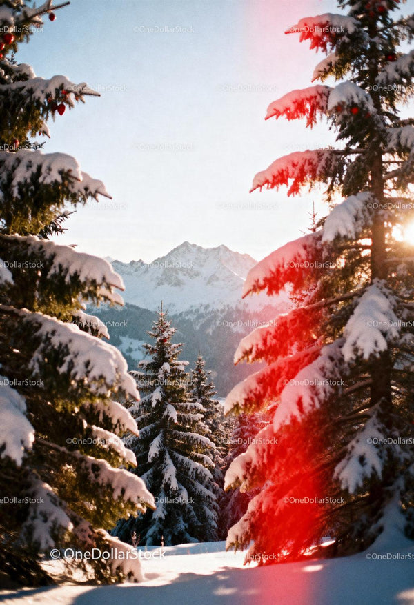 Snow-covered fir trees framing distant mountain peaks