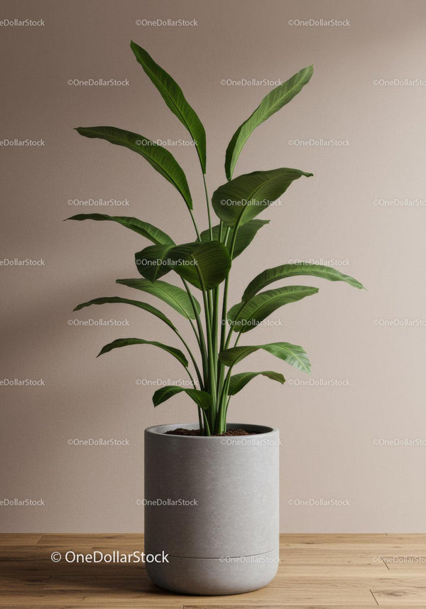 Green Houseplant with Large Foliage in Modern Home Interior