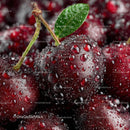 Red and Black Ripe Cherries with Dew Drops in Close Up Macro