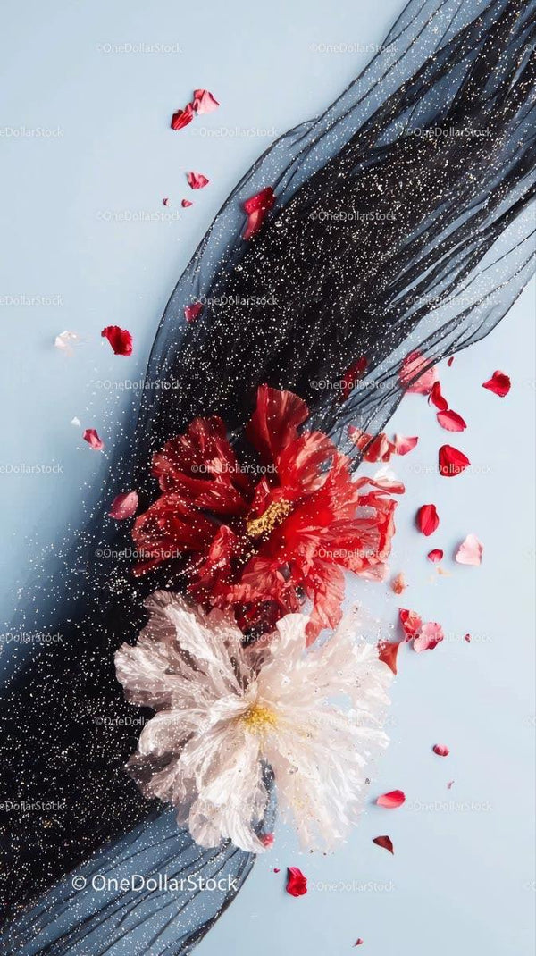 Elegant Red and White Hibiscus Flowers with Petals on Black Sheer Fabric