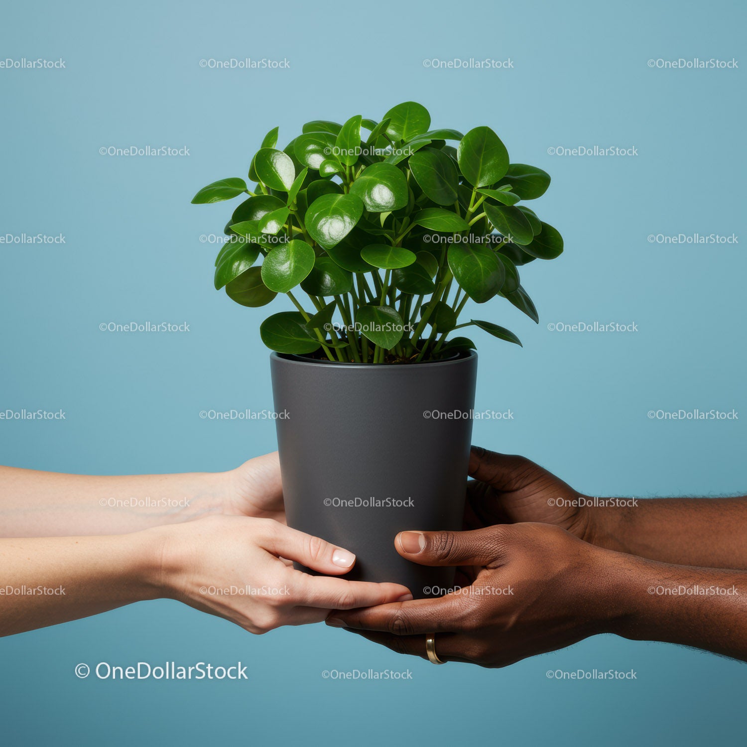 Hands of diverse people sharing a green potted plant