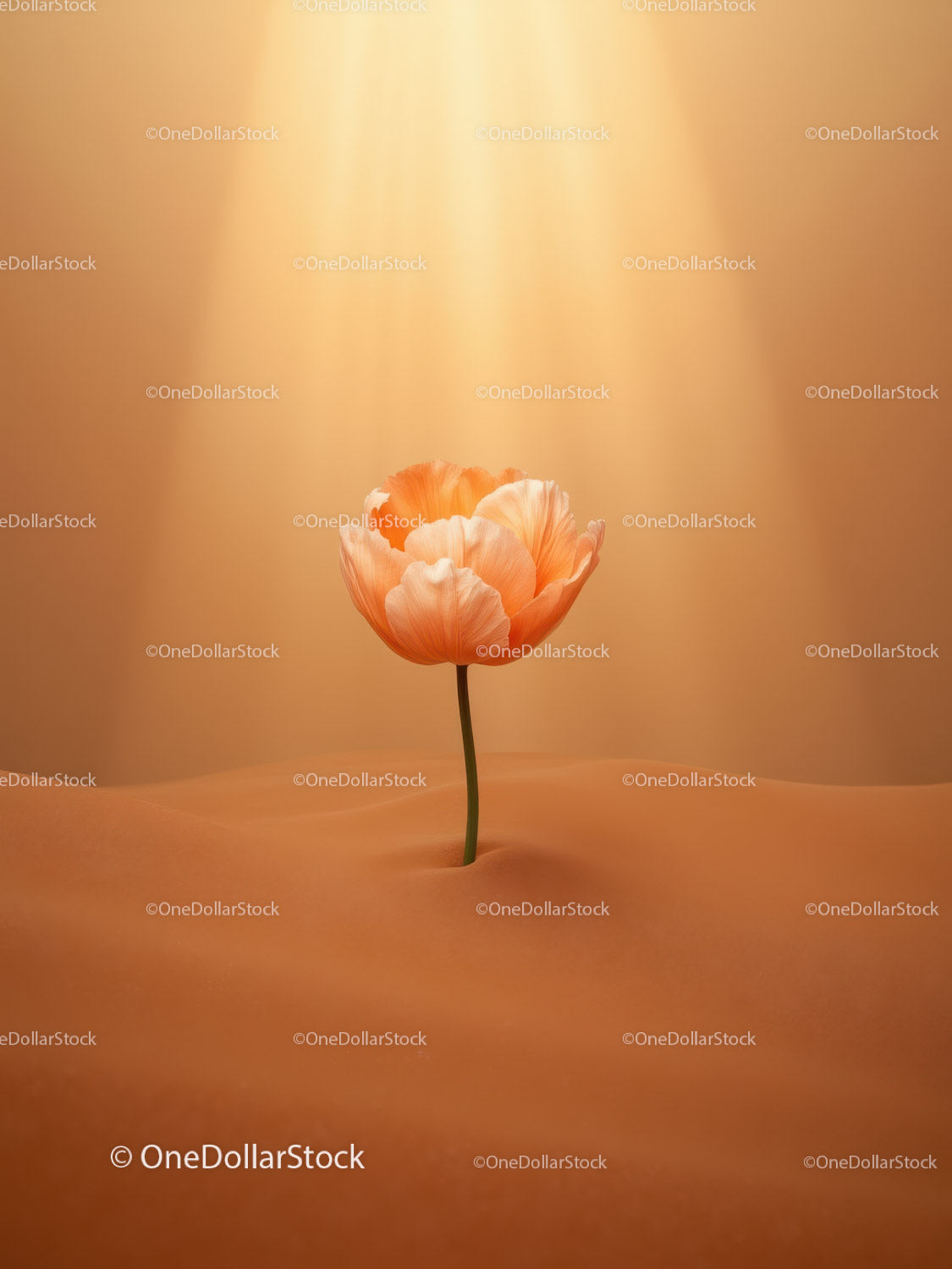 Delicate Tulip Blooming in Warm Soft Light