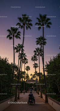 Serene Sunset with Tall Palm Trees Overlooking a Park Path