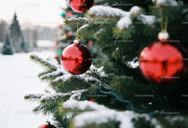 Snow-covered pine branches with red Christmas ornaments