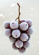 Frozen Red Grapes Cluster with Frost on White Background