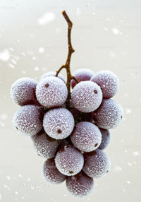 Frozen Red Grapes Cluster with Frost on White Background