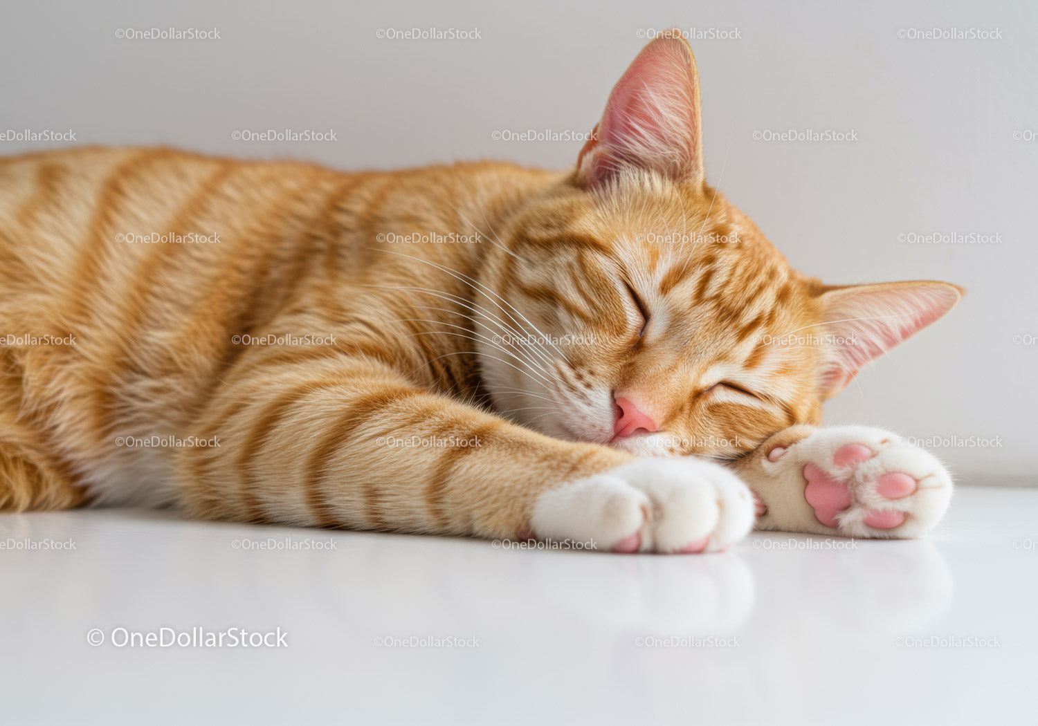 Sleeping ginger tabby cat with paws stretched out