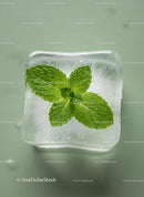 Fresh Mint Leaves Encased in Transparent Ice Cube