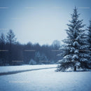 Snow-covered pine tree standing near quiet winter road