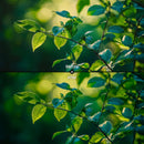 Outdoor photo color grading preview with lush green Nature presets