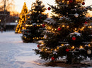 Winter Christmas Trees Decorated with Lights and Baubles