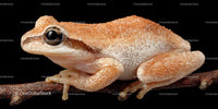 Close-up of a Tree Frog on Branch Showing Detailed Skin and Big Eyes