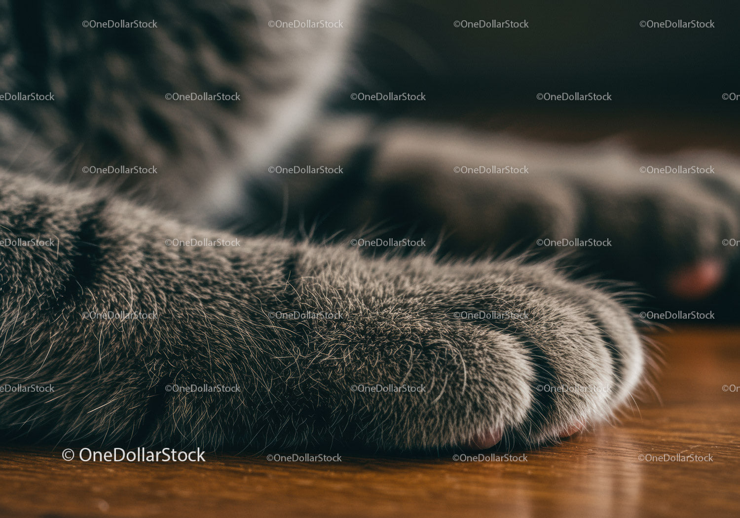 Closeup of Cat Paws Resting on Wooden Surface