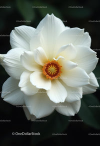 Elegant White Peony Bloom with Vibrant Orange Stamens