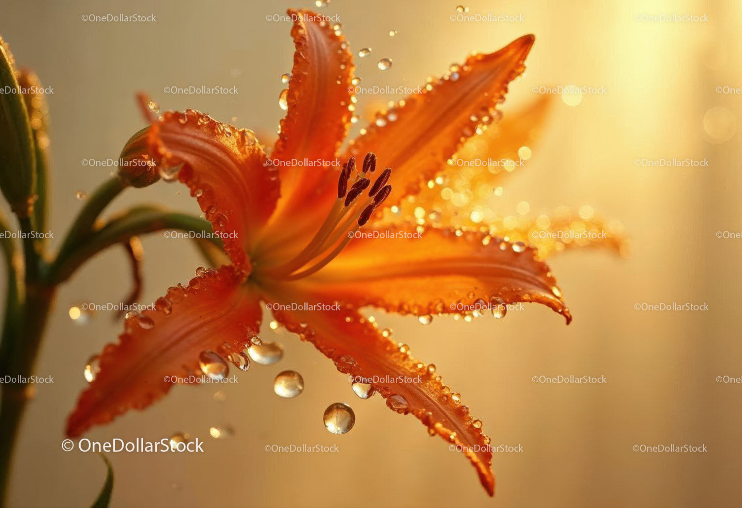 Vibrant Orange Lily with Dew Drops in Morning Light