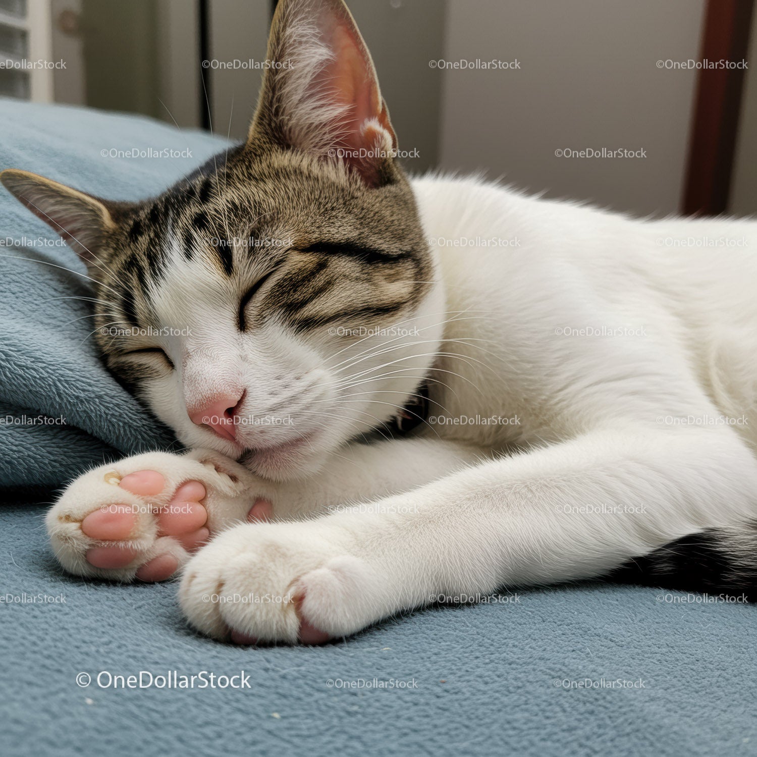 Sleeping tabby cat resting peacefully on soft blanket