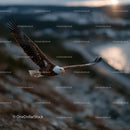 Majestic Bald Eagle in Flight Over Ocean at Sunset
