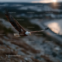 Majestic Bald Eagle in Flight Over Ocean at Sunset