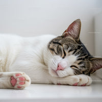 Peaceful tabby cat sleeping with paws curled