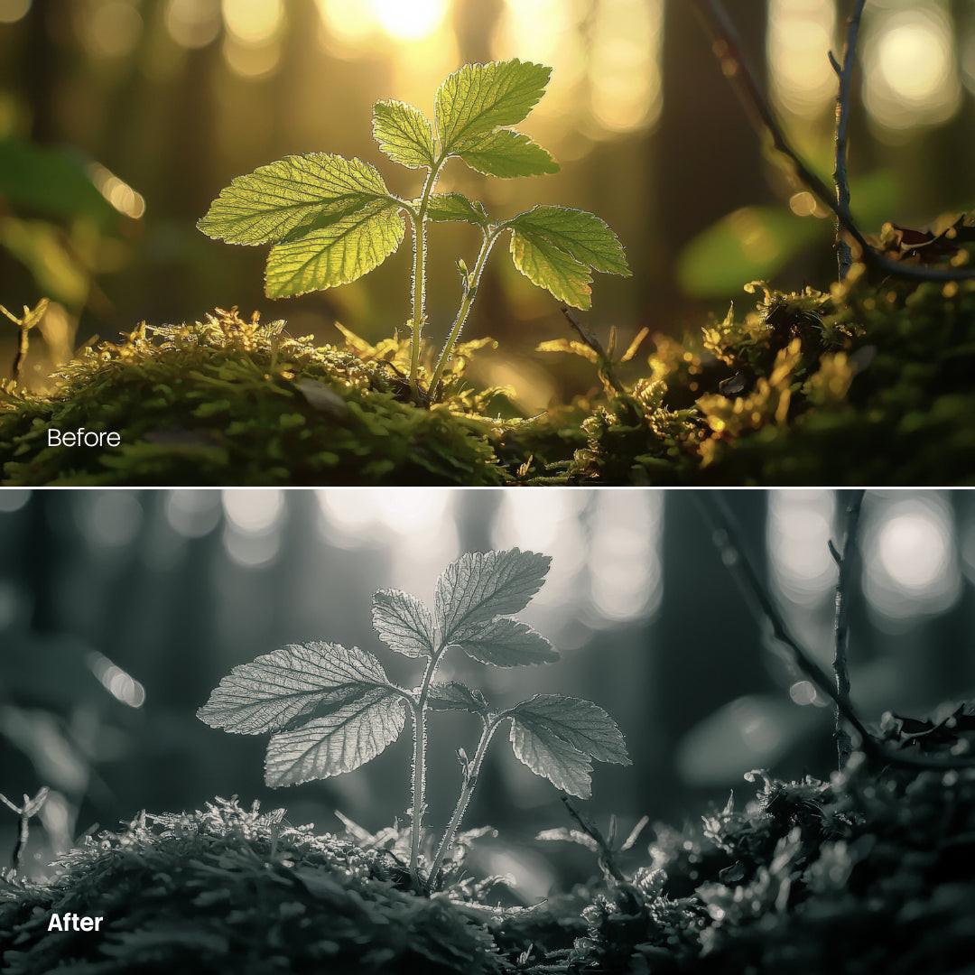 Before and after Forest Glow Mono LUT Pack effect