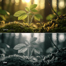 Before and after Forest Glow Mono LUT Pack effect