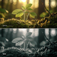 Before and after Forest Glow Mono LUT Pack effect