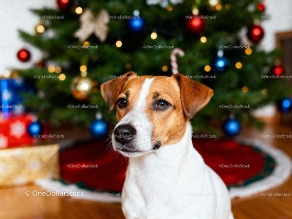 Spokojny Jack Russell Terrier przy ozdobionej choince