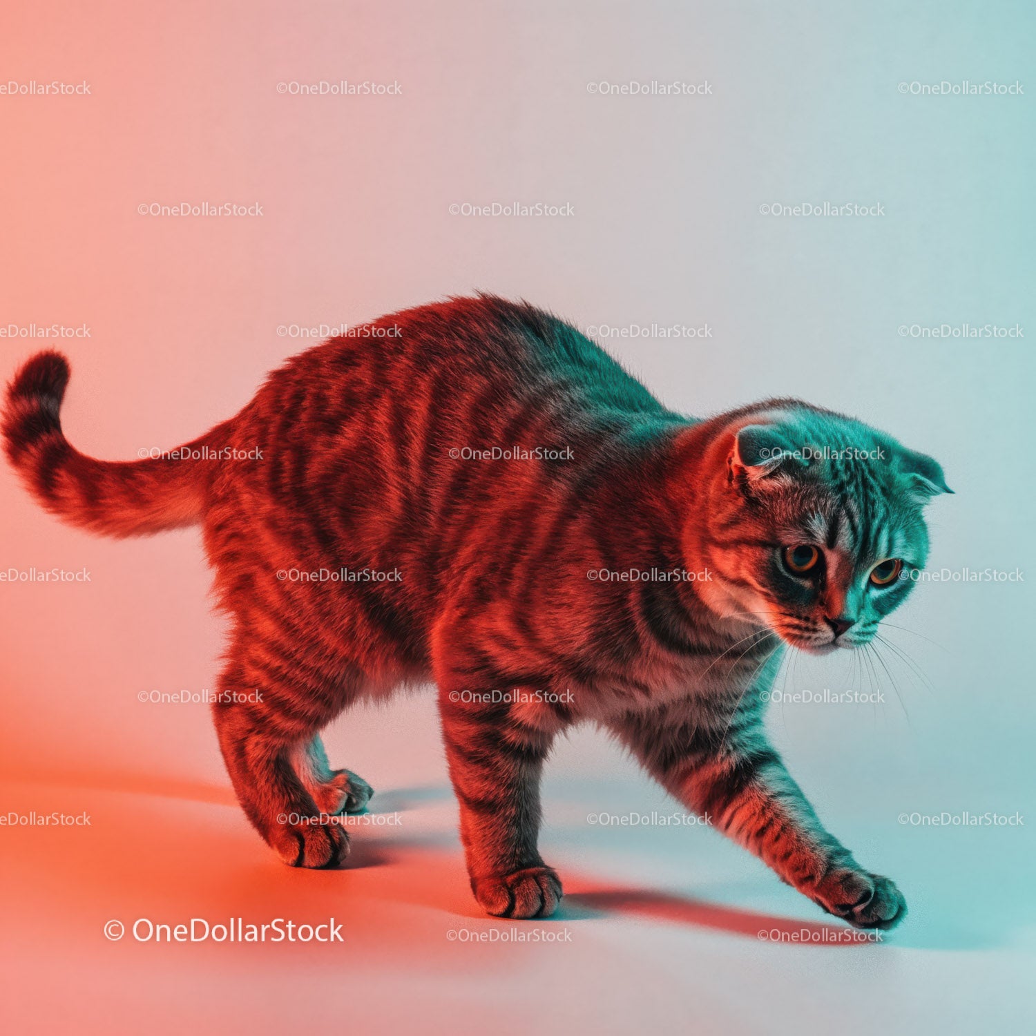 Playful Grey Tabby Cat in a Dynamic Pose with Striped Fur