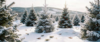 Snow-covered pine trees in winter landscape with decorations
