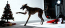 Playful brindle dog near decorated Christmas tree