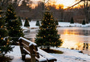 Snowy Park Bench by Lit Christmas Trees at Sunset