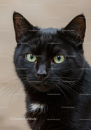 Close up of black cat with striking green eyes