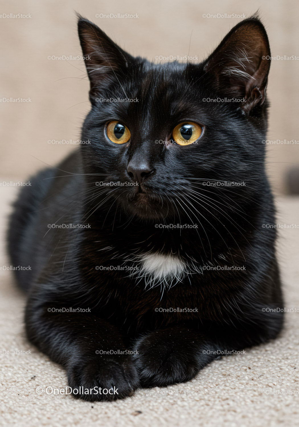 Black cat with amber eyes resting on beige carpet