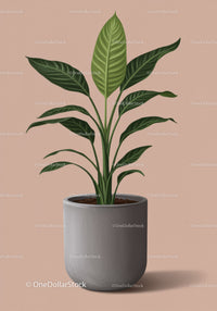 Popular Greenhouse Plant Featuring Large Green Leaves in Modern Pot