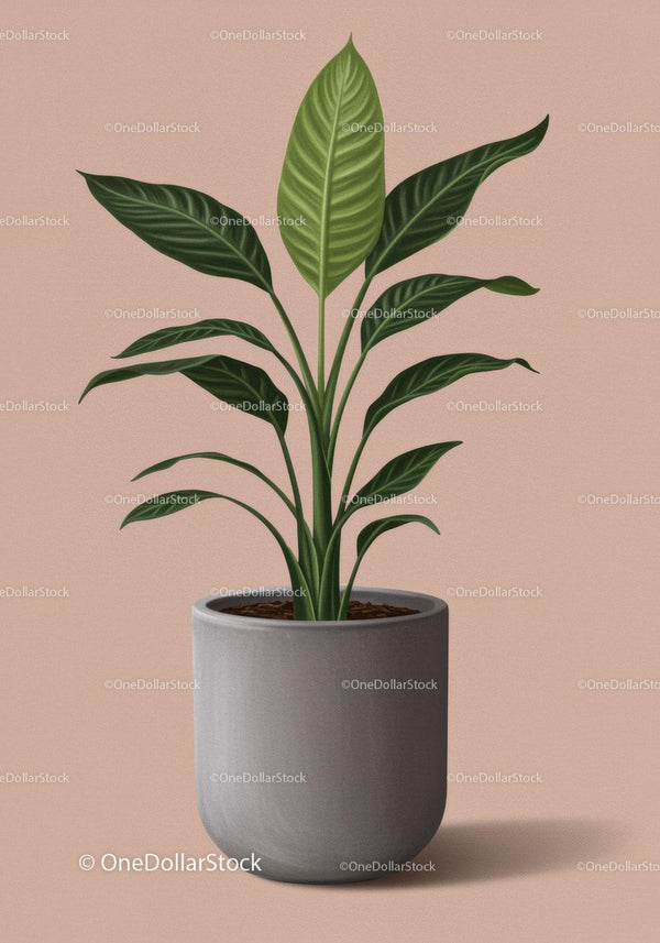 Popular Greenhouse Plant Featuring Large Green Leaves in Modern Pot