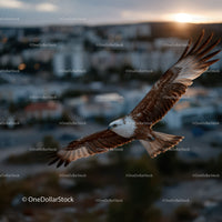 Majestic Eagle in Full Flight over City at Sunset