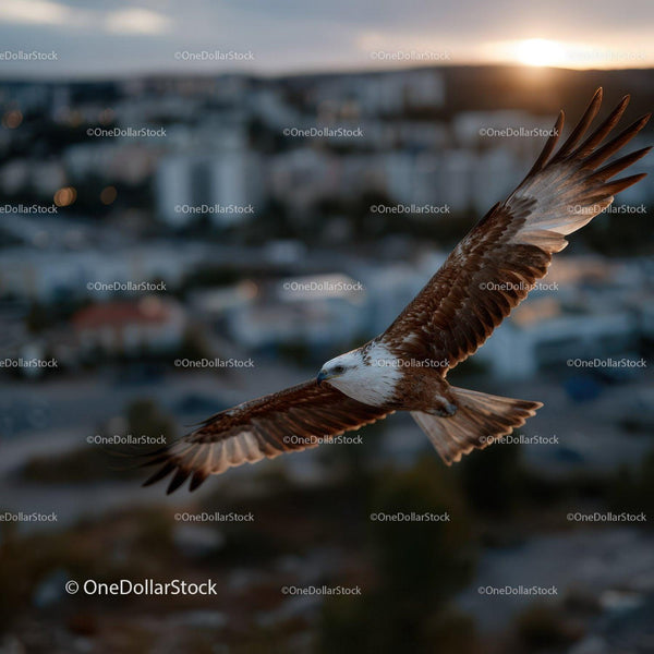 Majestic Eagle in Full Flight over City at Sunset