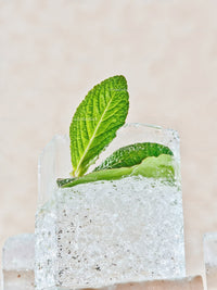 Fresh Mint Leaves Embedded in Clear Ice Cube