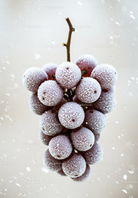 Frosted Red Grapes Hanging with Snowflakes