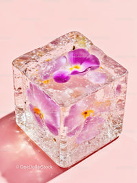 Purple flowers frozen inside a clear ice cube on pink