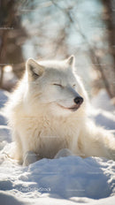 Majestic Arctic Fox Relaxing in a Snowy Landscape