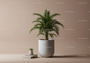 Elegant Indoor Palm Plant in Stylish White Pot for Home or Office