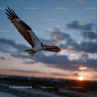 Majestic Osprey in Flight at Sunset Over Water
