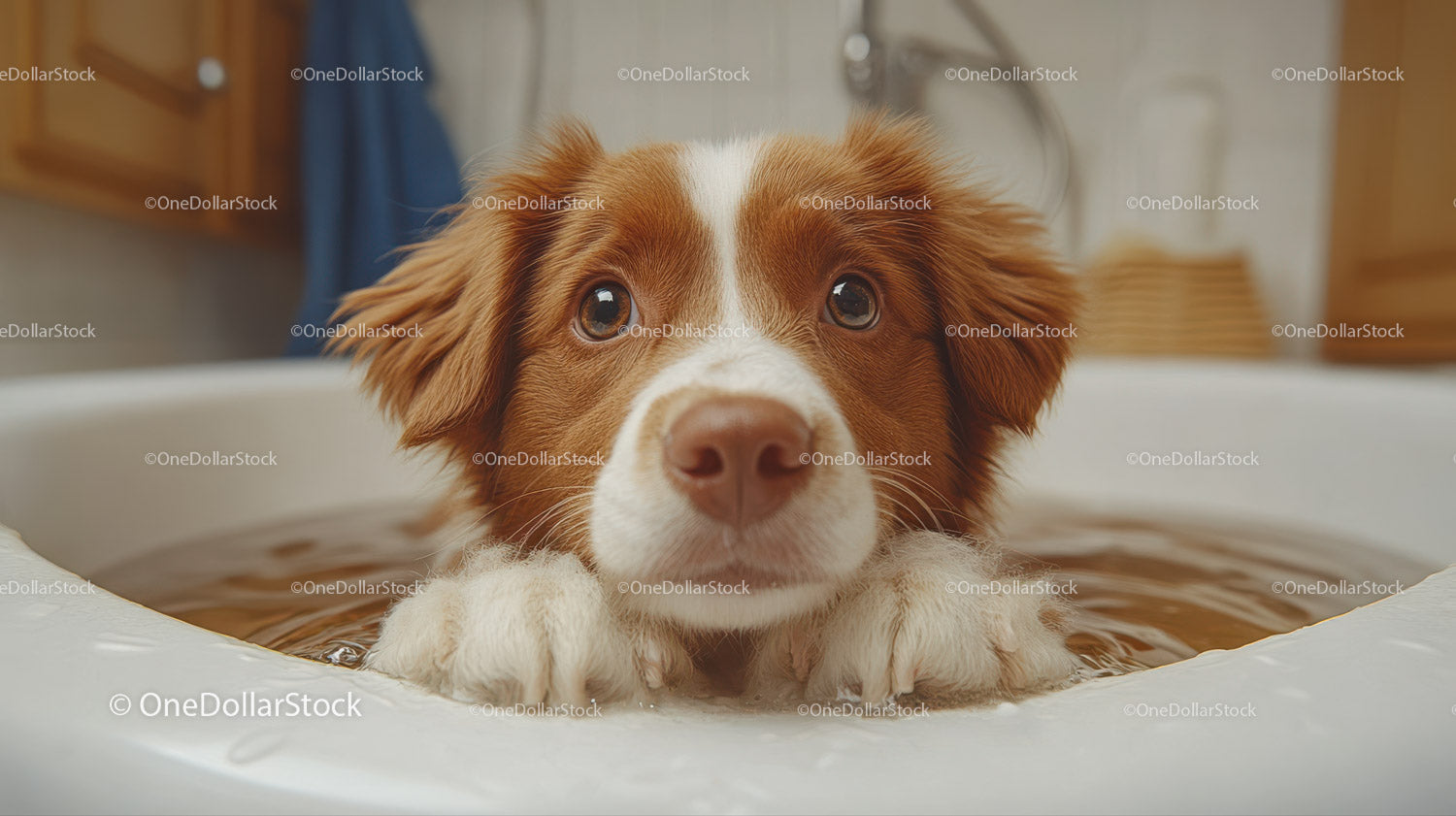 Cute Brown and White Dog Relaxing in Bath Tub for Pets
